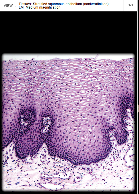 <p><span>Oral cavity</span></p>