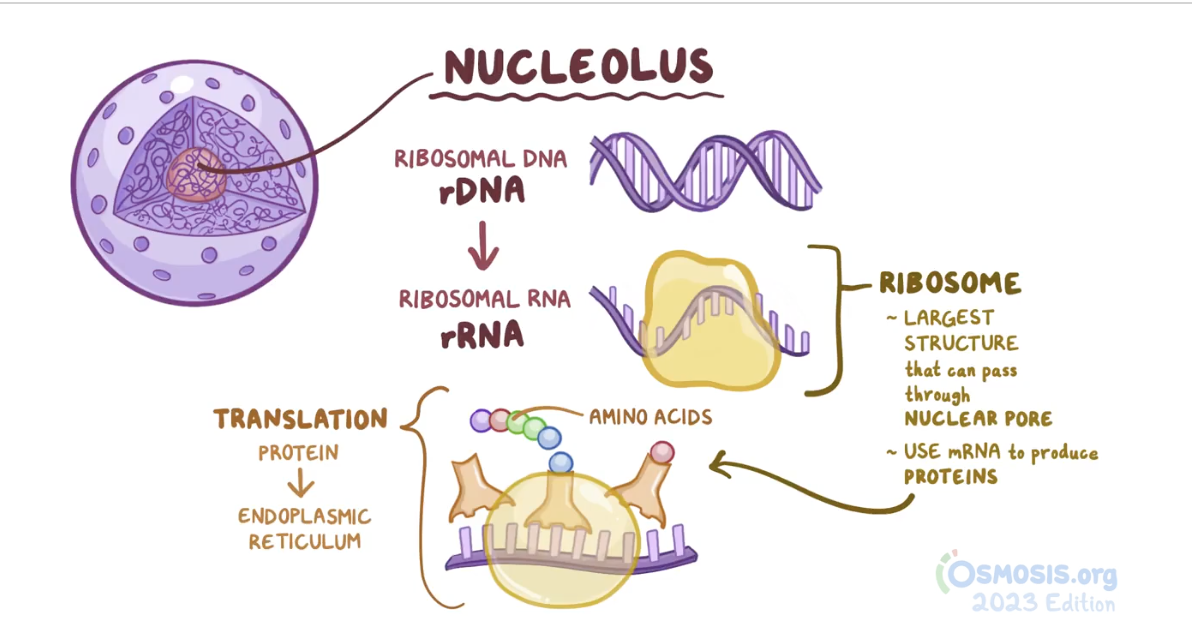<p>Region where ribosomes are made.</p>