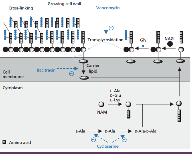 <ul><li><p>vancomycin prevents the monomer attaching to the cell wall → prevents the process transglycosidation. works in the periplasmic space (space between cell membrace and cell wall), similar to beta lactams</p></li><li><p>bacitracin blocks the recycling of carrier lipid, which helps assemble the membrane. has to get inside the cell wall </p></li><li><p>cycloserin prevents synthesis of double alanine </p></li></ul><p></p>
