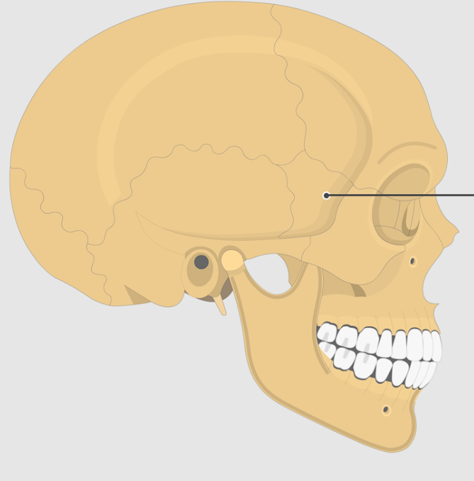 <p>Lateral projections of sphenoid</p>