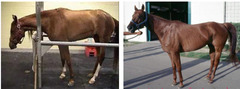 <p>This 9 year old horse horse presents with muscle fasciculations, narrow based stance, and looks better at the walk than standing (he is VERY uncomfortable standing). He does NOT have ataxia. There is muscle wasting of the gluteal and quadriceps muscles and weight loss despite good appetite. Thoughts?</p>