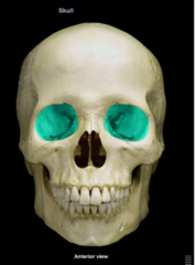 <p>Bony cavity containing the eyeball.</p>
