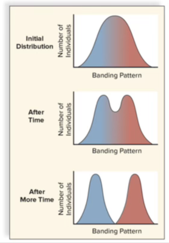 <p>two or more extreme phenotypes are favored over any intermediate phenotype</p><ul><li><p>in certain areas thrushes feed on snails with dark shells and in other areas on snails with light banded shells so they have changed to survive in their respective habitats </p></li></ul><p></p>