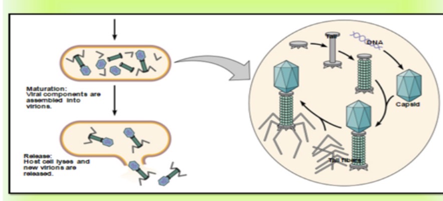 <p><span><strong><span>Describe the lytic cycle?</span></strong></span></p><p></p>
