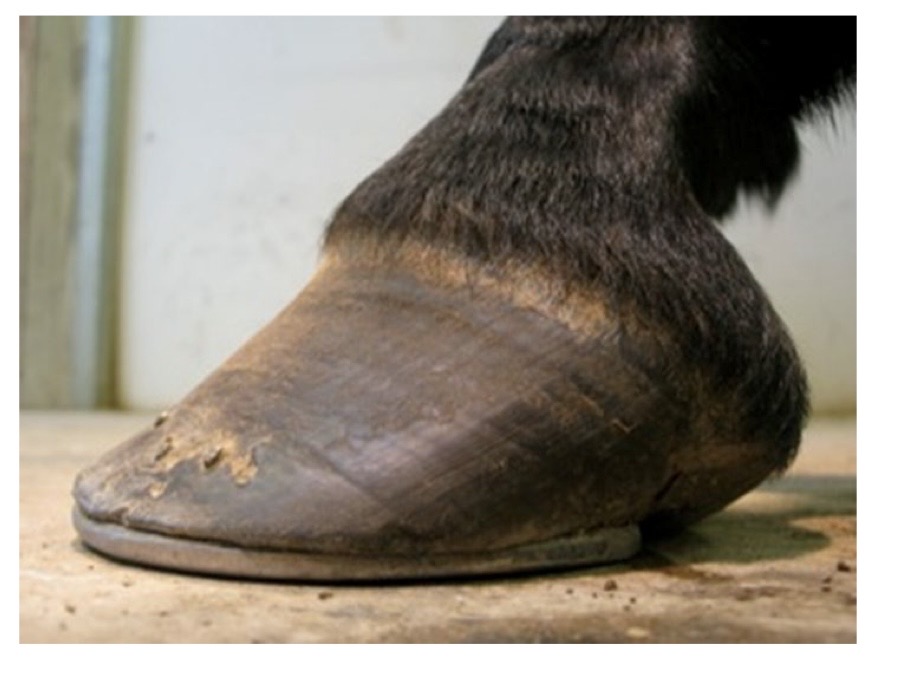 <p>is this poor or good quality hoof trimming/shoeing?</p>