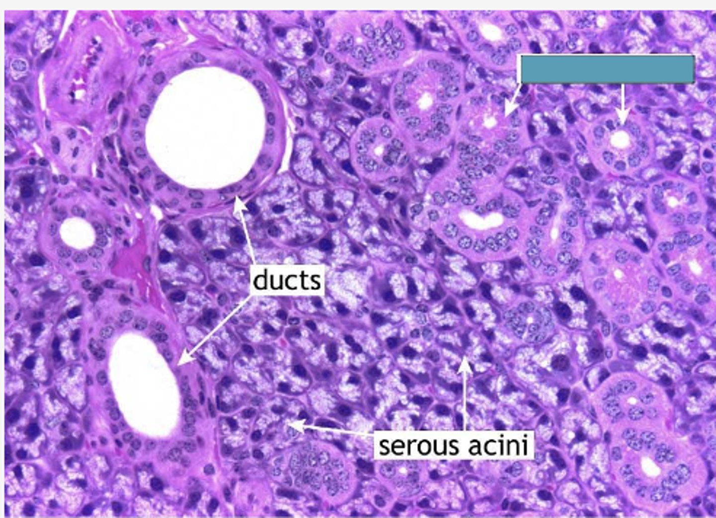 <p>Identify the structure</p>