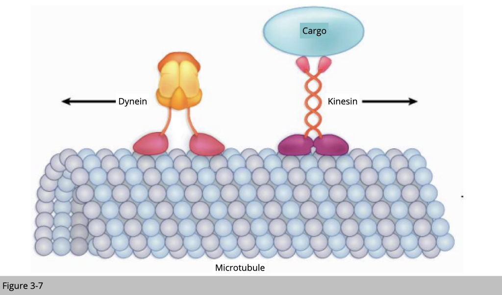 <p>Dynein is a motor protein that moves toward the minus end of microtubules, transporting vesicles toward the cell centre and generating movement in cilia and flagella.</p>