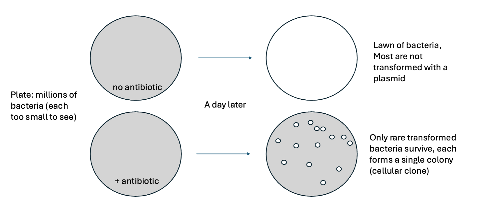 <p>Eliminates untransformed bacteria, so only the rare bacteria we want survive</p>