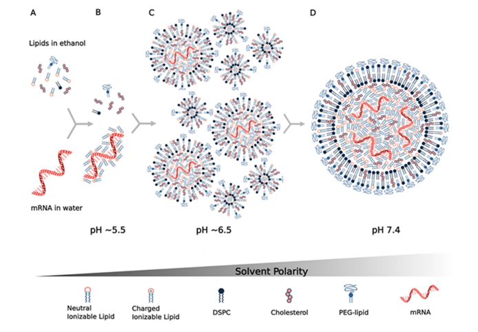 <p><span><strong>Problem.&nbsp; </strong>mRNA is three to four orders of magnitude larger than molecules that readily diffuse into cells; in addition, the dense negative charge of mRNA electrostatically repulses the anionic cell membrane, preventing its uptake. </span></p><ul><li><p><span>Therefore, mRNA vaccines require a delivery vehicle that not only protects the nucleic acid from degradation but allows the mRNA to get into cells. </span></p></li><li><p><span>BioNTech/Pfizer’s and Moderna’s mRNA vaccines both use lipid nanoparticles as mRNA carriers.&nbsp;Much prior work had been done on generating lipid nanoparticles.&nbsp; </span></p></li><li><p><span><strong>This knowledge has certainly contributed to the rapid development of COVID-19 mRNA vaccines.</strong></span></p></li></ul><p></p><p><span>There are many steps involved from mixing different factors and purifying particles</span></p><p></p>