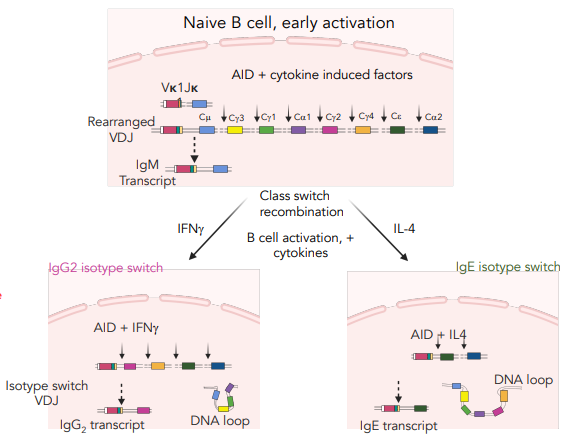 <p>after VDJ recombination for the Fv region, AID &amp; cytokine induced factors can alter the Fc region of an antibody</p><ul><li><p>based on presence of interferon/interleukin</p></li></ul><p></p>