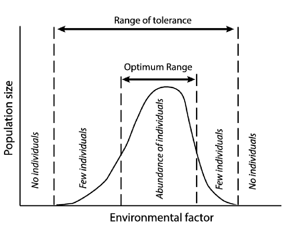 <ul><li><p><span>Human alterations push species outside their fundamental niches or shrink their realized niches, leading to declines or extinction</span></p></li><li><p><span><strong>Fundamental niche</strong></span></p><ul><li><p><span>The full set of environmental conditions and resources a species could use in the absence of competitors and threats. </span></p></li></ul></li><li><p><span><strong>Range of tolerance</strong></span></p><ul><li><p><span>The limits of environmental conditions (e.g., temperature, moisture, nutrients) within which a species can survive, grow, and reproduce.</span></p></li></ul></li><li><p><span>Realized niche</span></p><ul><li><p><span>The narrower portion of the fundamental niche that a species actually occupies due to competition, predation, and other biotic interactions.</span></p></li></ul></li></ul><p></p>