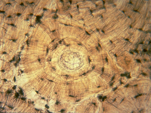 <p>Identifica el tejido</p>