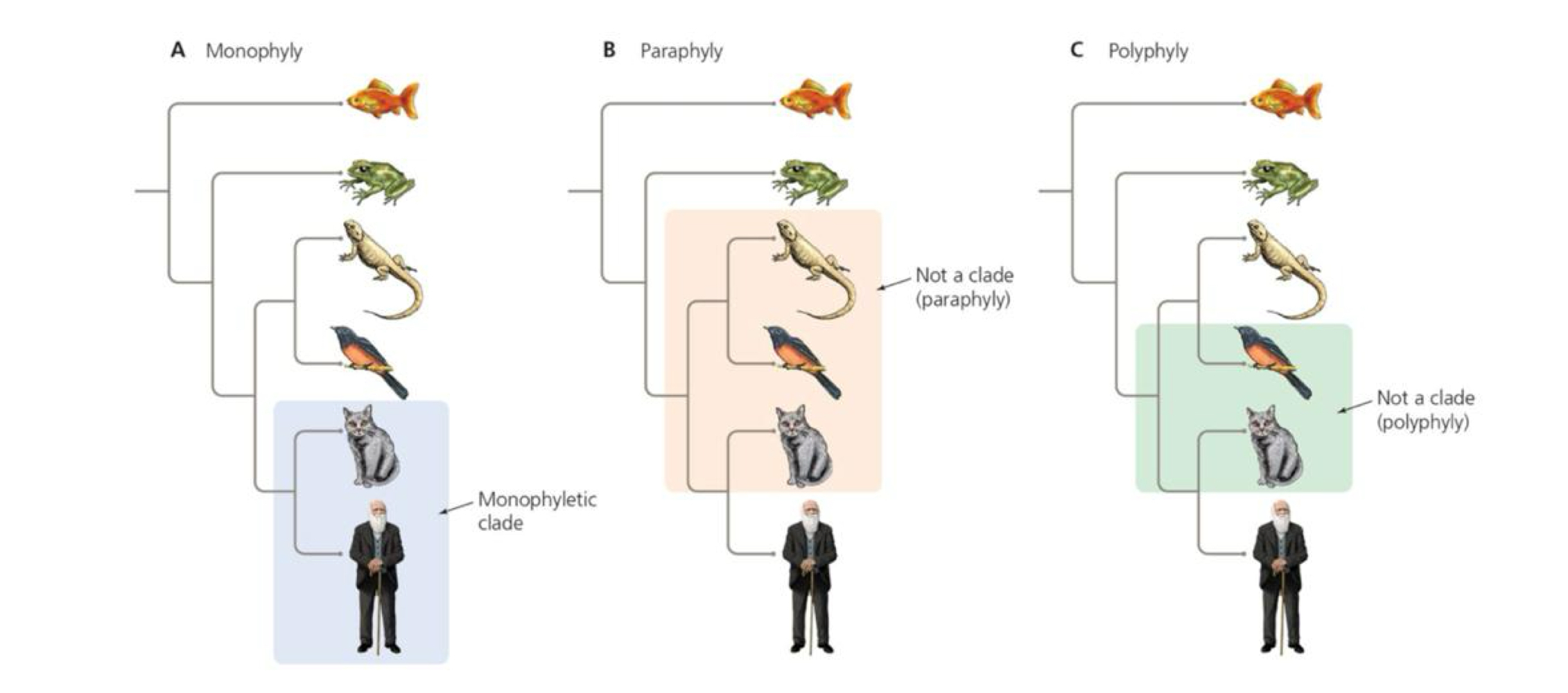 <ul><li><p>monophyletic - includes an ancestor and all of its descendants</p></li><li><p>paraphyletic - includes ancestor and some, but not all of its descendents</p></li><li><p>polyphyletic - includes two convergent descendants but not their common ancestor</p></li></ul><p></p>
