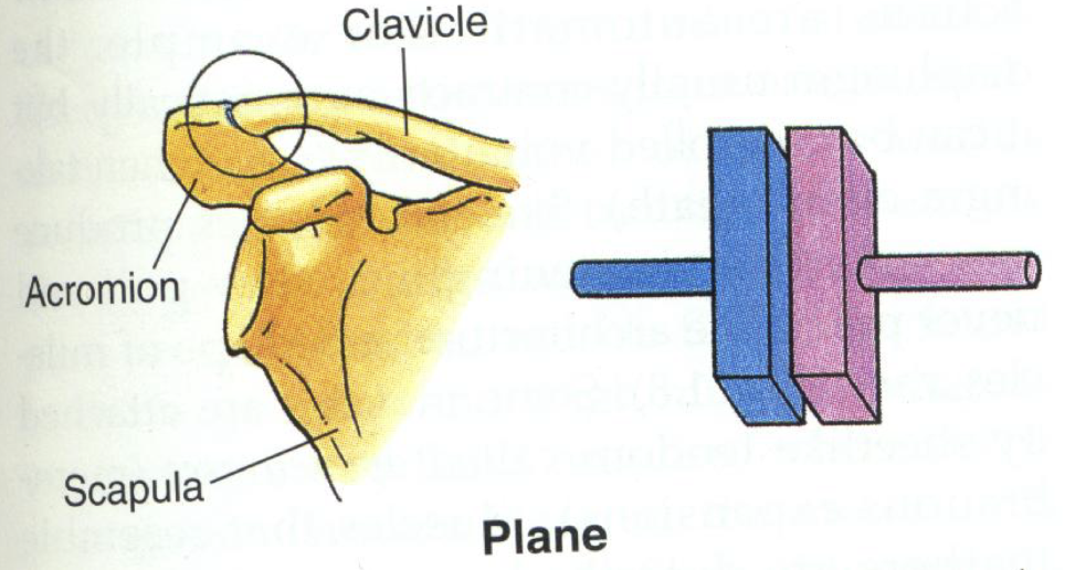 <ul><li><p>aka “plane” joint</p></li><li><p>Nonaxial</p><ul><li><p>can move superior/inferior, anterior/posterior, or rotate</p></li></ul></li><li><p>Examples:</p><ul><li><p>Acromioclavicular joint</p></li><li><p>Intercarpal and intertarsal joints</p></li></ul></li></ul><p></p>