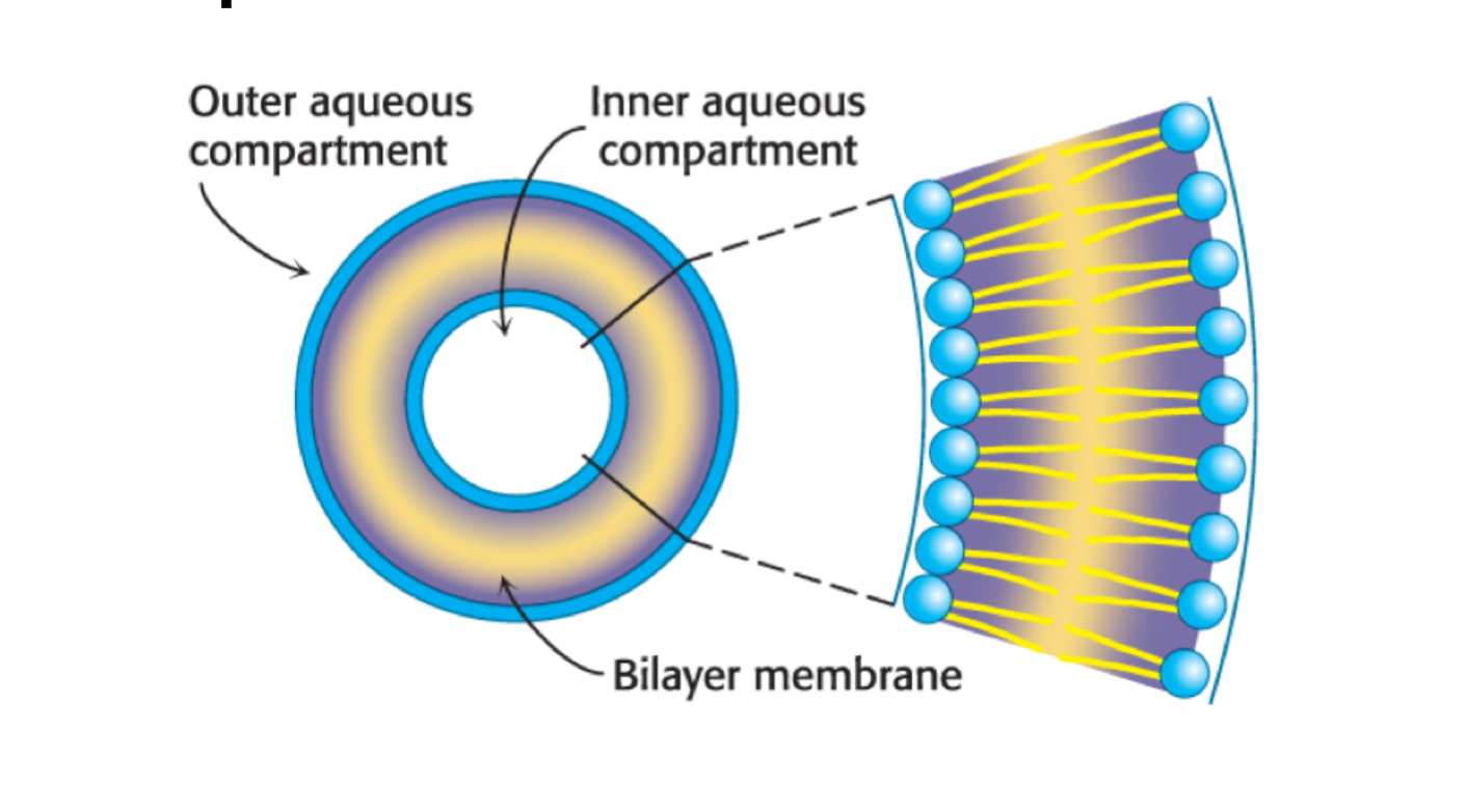 <p>Filled with polar molecules, can be used for drug delivery. </p>