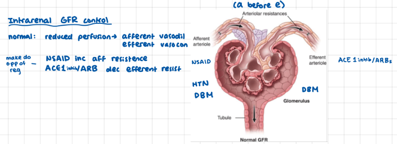 <p>afferent arterioles -> glomeral capillaries -> efferent arterioles</p>