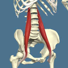 <p>vertebral bodies T12-L5,</p><p>intervertebral discs T12-L5,</p><p>and transverse processes lumbar vertebrae</p>