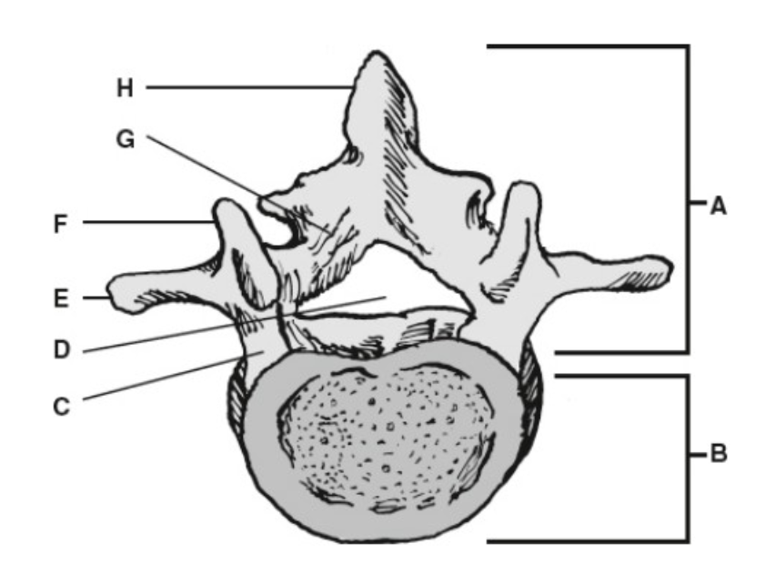 <p>C</p>