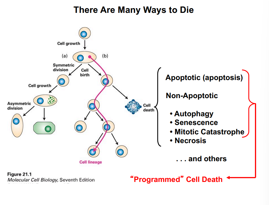 <p><span style="background-color: transparent;"><strong>Other Forms of Cell Death: Non-Apoptotic Programmed Cell Death</strong></span></p>