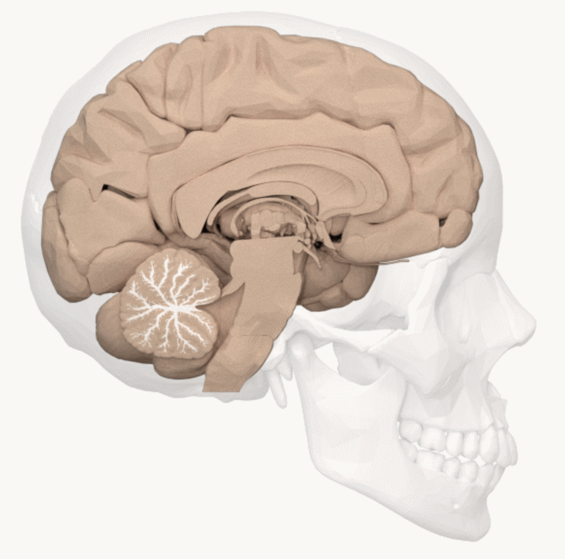 <p>White matter of the cerebellum. </p><p>Branching pattern that carries signals.</p>