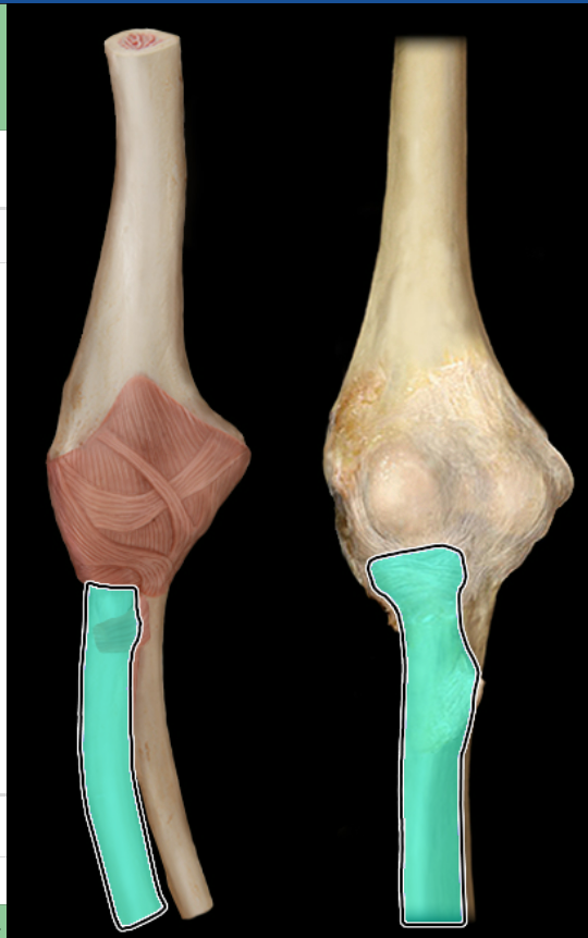 <p>anterior</p>