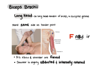<p>pt’s hand on head. have them do that position to find that bicipital groove </p>