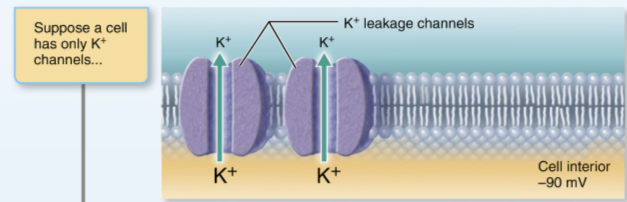 <ul><li><p>It will diffuse down its concentration gradient and cross the channel from intracellular to extracellular</p></li><li><p>results in a negative membrane potential= higher electrical gradient</p></li><li><p>electrical gradient will pull K+ from extra- to intra</p></li><li><p>At -90 mV, the concentration+ electrical gradients for K+ are balanced</p></li></ul><p></p>