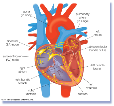 <p>In the intertribal septum, near the opening of the coronary sinus.  </p>