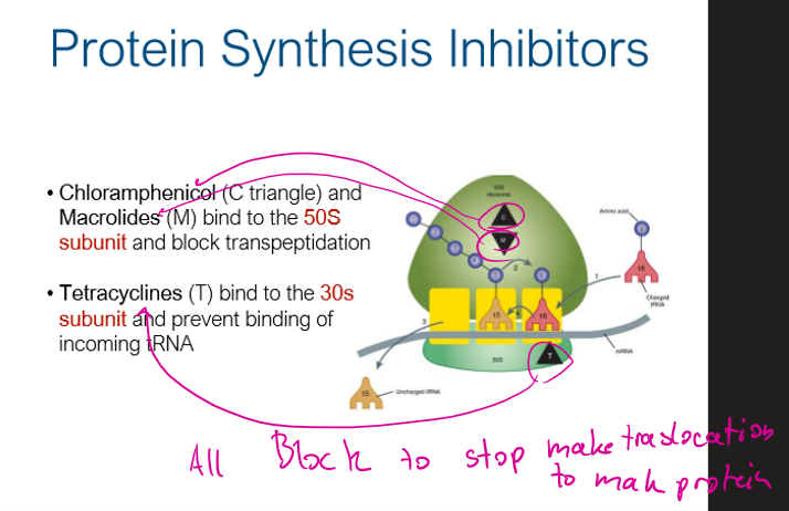 <p>bind to 50s, block transpeptidation</p>