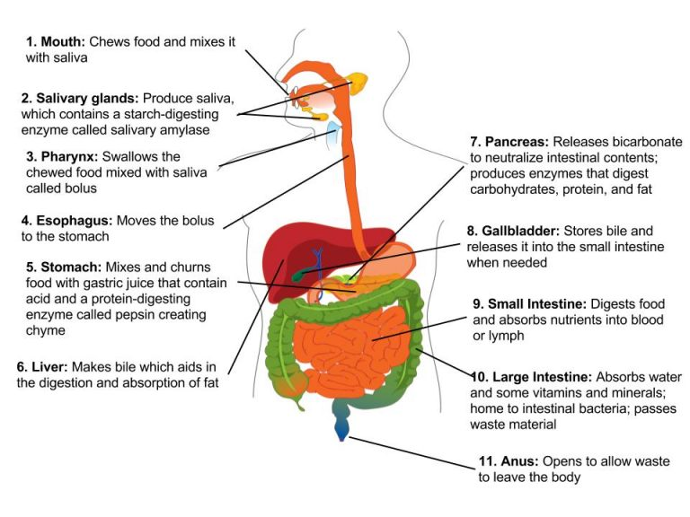 <p>GI tract (mouth, pharynx, esophagus, stomach, intestines, anus) and accessory organs (salivary glands, liver, gallbladder, pancreas)</p>