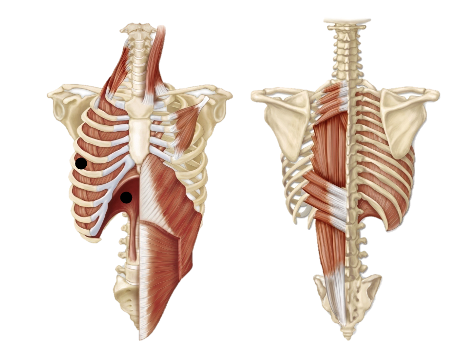 <p><span>• Diaphragm</span><br><span>• External intercostals</span><br><span>Moves air in and out of lungs</span></p>