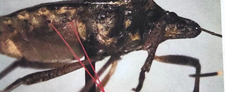 <p>what is being pointed to on this beetle </p>