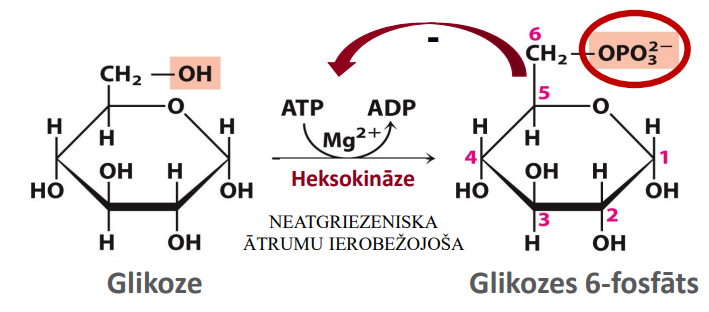 <p>Nosaukums: Glikozes fosforilēšana</p><p>Substrāts: Glikoze</p><p>Produkts: Glikozes 6-fosfāts</p><p>Enzīms: Heksokināze</p><p>Citas īpatnības: Neatgrieziniska, ātrumu ierobežojoša, eksergoniska/eksotermiska reakcija. Izmanto ATP un Mg<sup>2+</sup>. Enzīma aktīvā centra pielāgošanās «pasargā» ATF no ūdens iedarbības, tādējādi ieslogot glikozi šūnā, samazinot iekšūnas nefosforilātēs glikozes koncentrāciju, nodrošinot tālāku glikozes uzņemšanu šūnā</p>