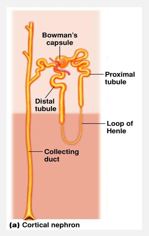 <p>Nephrons (pt 1)</p>