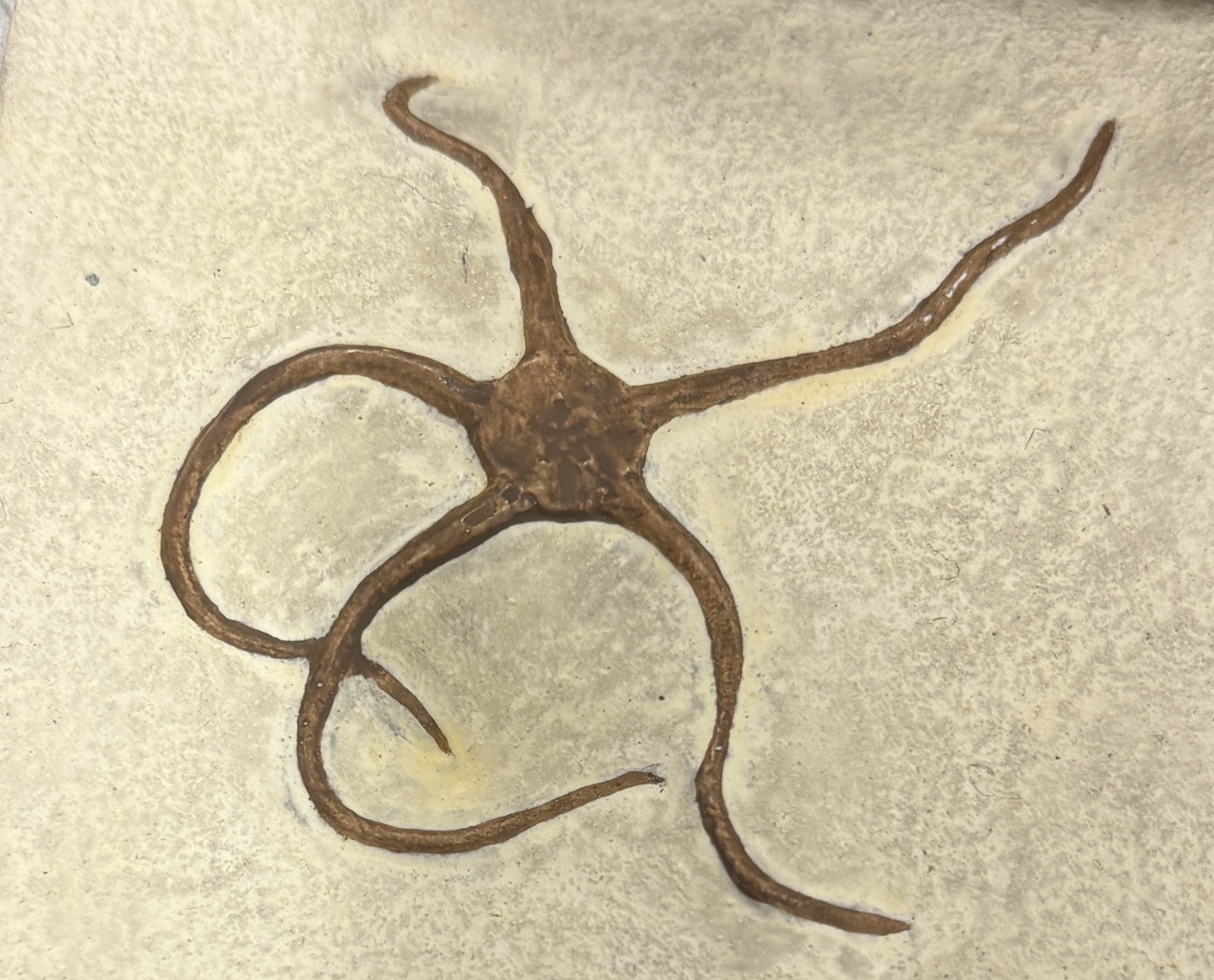 <p>brittle stars, ophelia </p>