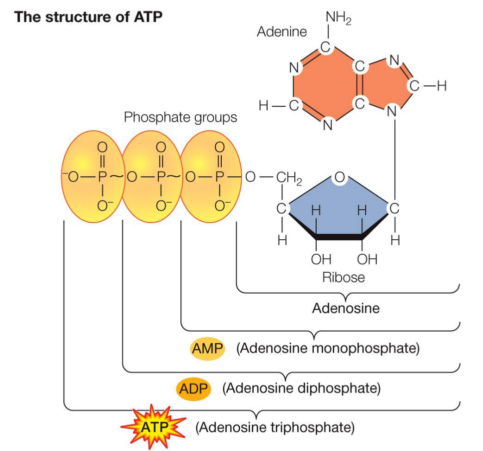 <ul><li><p>ATP is considered the energy currency, because the hydrolysis of the phosphate groups release energy</p></li></ul><p></p>