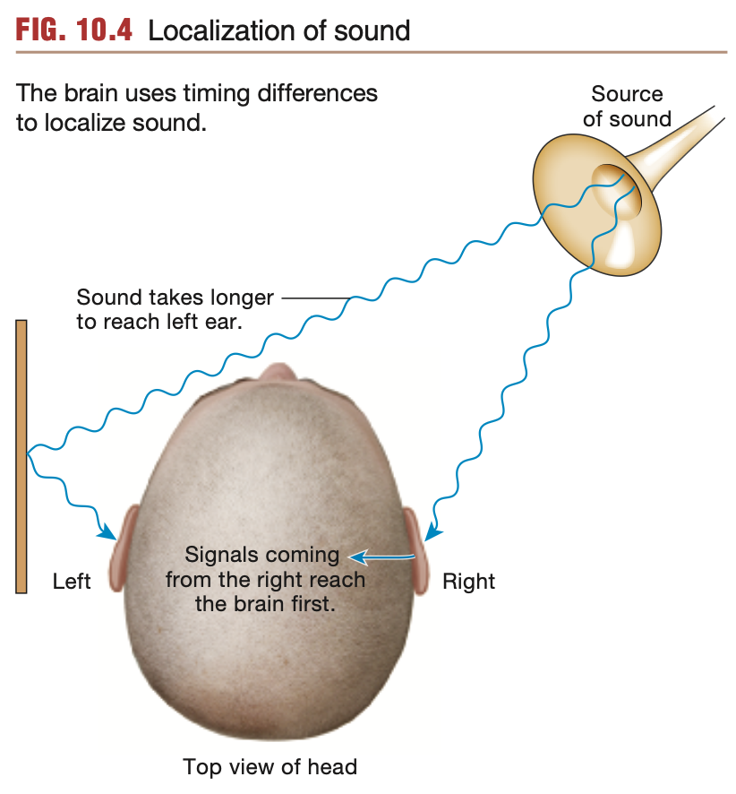 <p>Unless positioned directly in front of a listener, sounds heard <strong>angled</strong> away from the listener will be heard <strong>microseconds apart</strong> between both ears.</p><ul><li><p>This time difference is termed the <u><mark data-color="purple" style="background-color: purple; color: inherit;">Interaural </mark></u><strong><u><mark data-color="purple" style="background-color: purple; color: inherit;">time</mark></u></strong><u><mark data-color="purple" style="background-color: purple; color: inherit;"> difference</mark></u></p></li><li><p>Helps brain position sound sources</p></li></ul><p></p>
