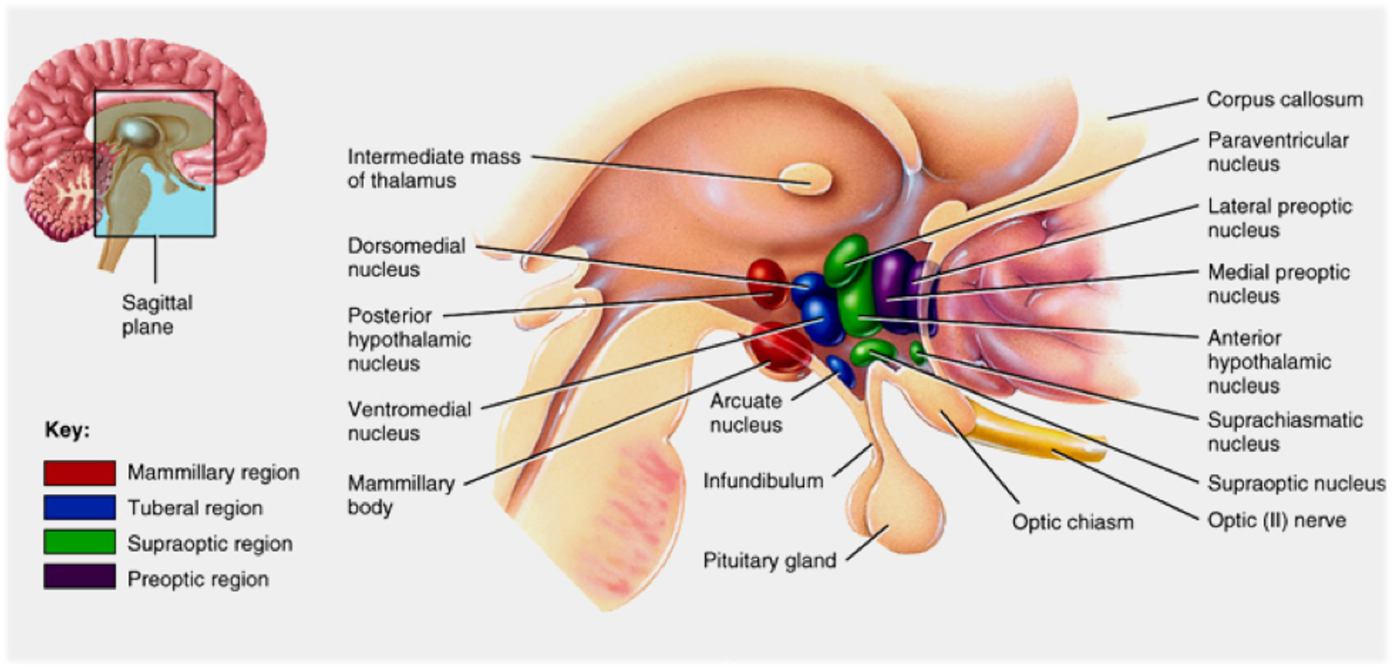 <p><u>Parts: </u></p><ul><li><p>Mammillary region - resembles mammary glands</p></li></ul><ul><li><p>Tuberal region - narrow</p></li><li><p>Supraoptic region - above optic chiasm</p></li><li><p>Preoptic region - before the optic chiasm</p></li></ul><p><u>Location:</u></p><ul><li><p>The Hypothalamus and Pituitary gland are located deep in the brain.</p></li><li><p>They receive sensory information and have many connections with the Limbic system, which processes emotions.</p></li></ul><p></p><p><em>**Don’t need to label this slide</em></p>
