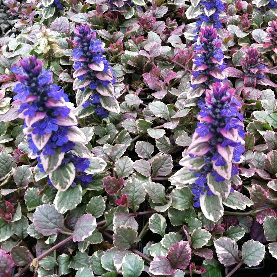 <p>Ajuga reptans</p>
