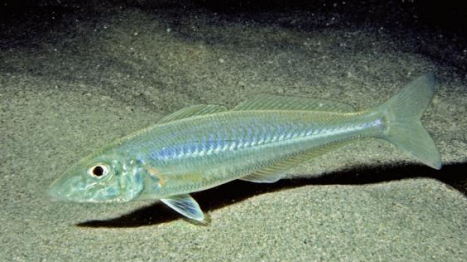 <p>FISHES (Class Actinopterygii) SILVER WHITING </p>