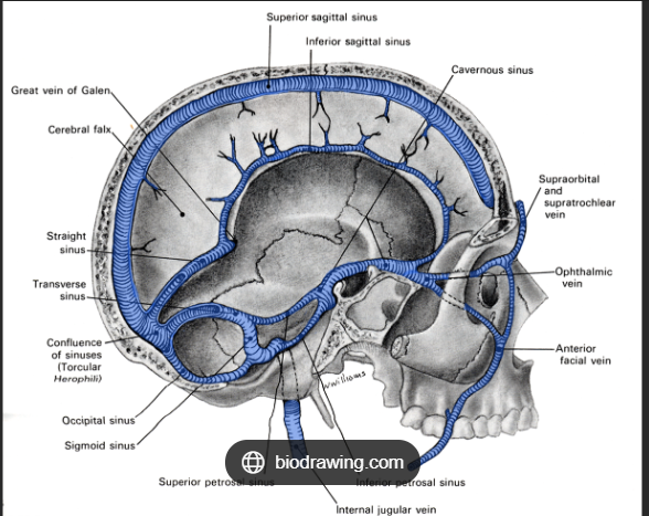 <p>drainage of blood through these, within dura mater, drain into the internal jugular veins</p>