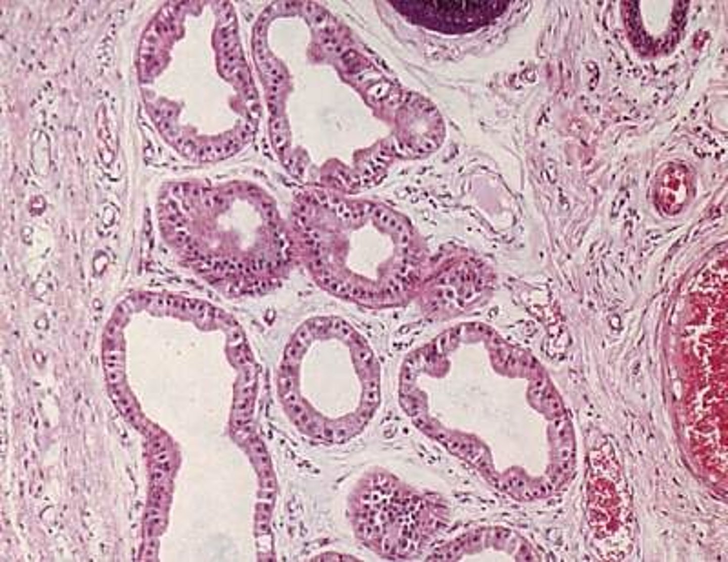 <p>Secrete milky protein that acts as a nutrient medium for the microorganisms found on the skin. Located in the axillary & genital regions</p>