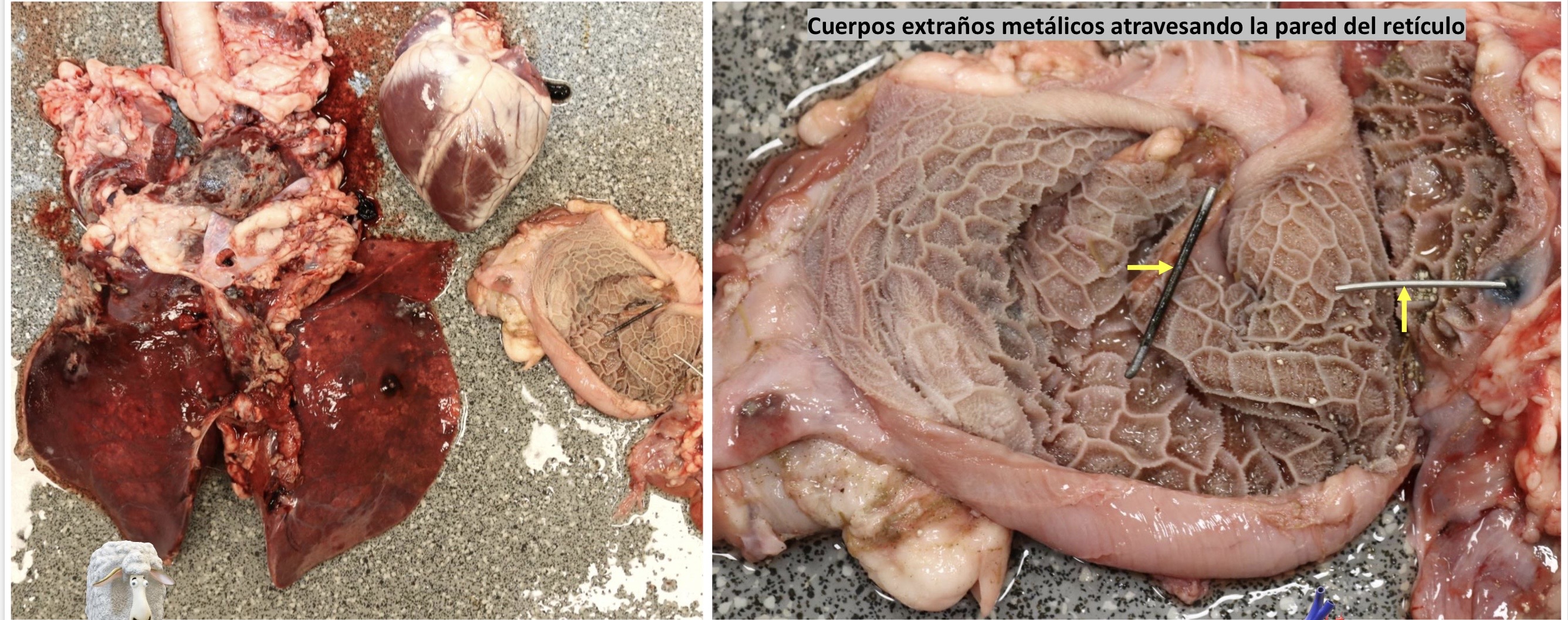 <p>Patogenia </p>