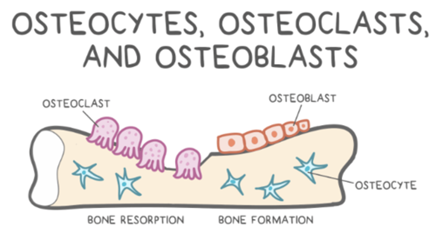 <p>to build bone (secrete collagen + proteins that make osteoid)</p>