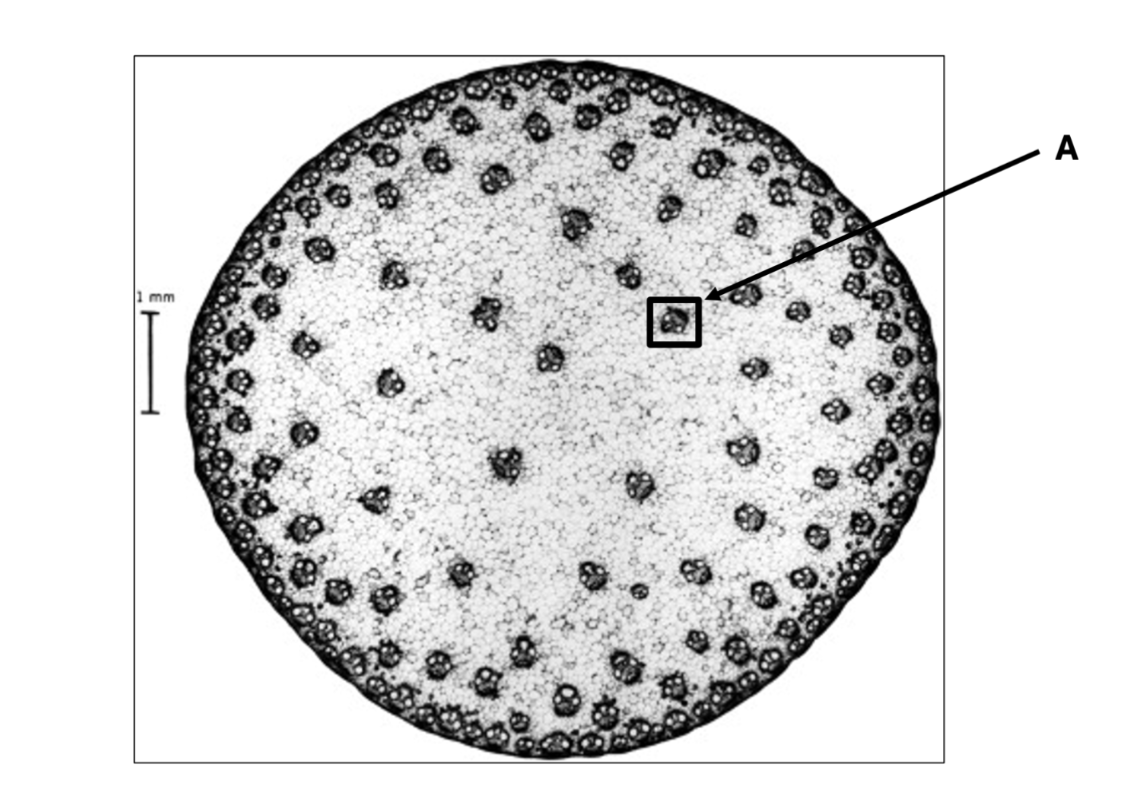 <p><span>Which type of plant tissue is indicated by the letter A?</span></p><p>Cortex</p><p>Vascular </p><p>Ground</p><p>Dermal </p>