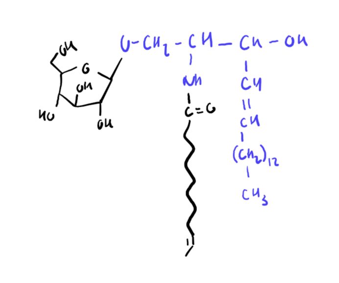 <p>Describe the structure of sphingo/glycolipids</p>