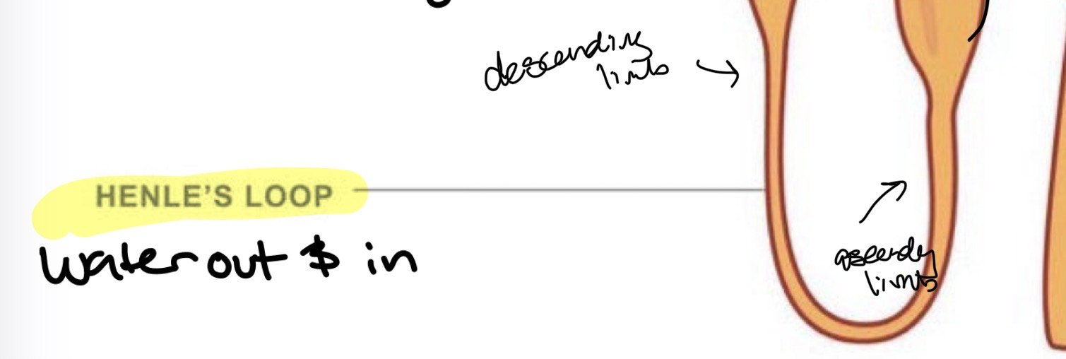 <p>Two parts</p><ul><li><p>descending limb</p></li><li><p>Ascending limb</p></li></ul><p></p>