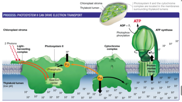 <ul><li><p><span style="line-height: 20.925px;"><span>An ATP synthase enzyme allows hydrogen ions to diffuse down their concentration gradient </span></span></p></li><li><p><span style="line-height: 20.925px;"><span>It uses transport coupling to use the energy released by diffusion of hydrogen ions to make ATP </span></span></p></li><li><p><span style="line-height: 20.925px;"><span>Photophosphorylation </span></span></p></li></ul><p></p>