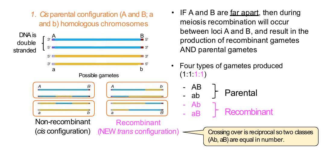 <p>Parental gametes:</p><p>- AB</p><p>- ab</p><p>Recombinant gametes:</p><p>- Ab</p><p>- aB</p><p>If effectively unlinked:</p><p>- Four gamete types are produced in approximately 1:1:1:1 proportions.</p>