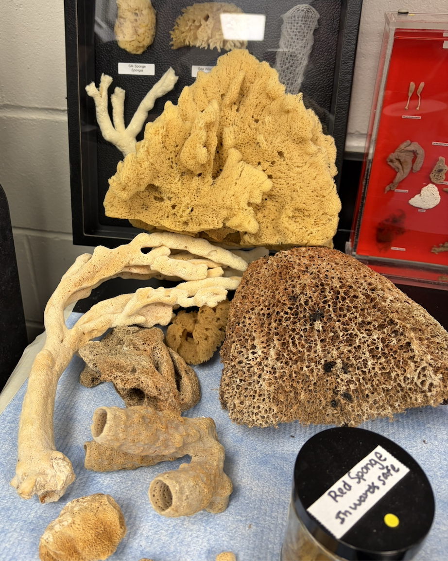 <p>What type of sponges are these? Are they simple, intermediate or complex?</p>